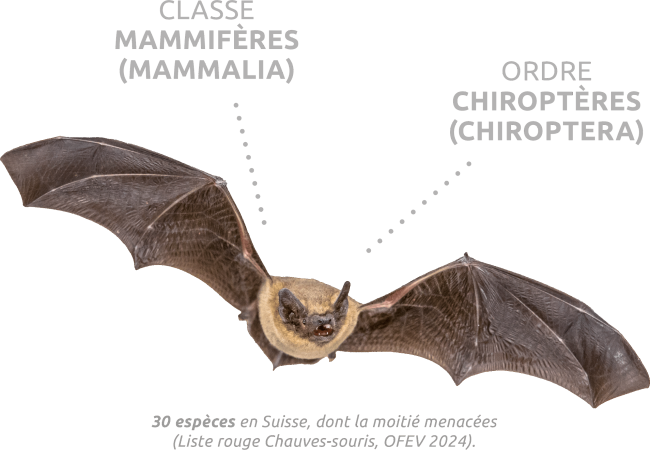 chauvesouris